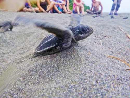 Tiny turtle closeup - Costa Rica